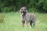 BOUVIER DES ARDENNES 429